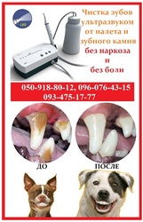 Ультразвуковая чистка зубов у собак и кошек